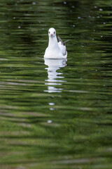 Gaviota reidora nadando sobre un lago con el plumaje de invierno - Black-headed Gull swimming on a lake in winter plumage