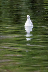 Gaviota reidora nadando sobre un lago con el plumaje de invierno - Black-headed Gull swimming on a lake in winter plumage