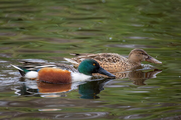Pareja de Pato cuchara o Cuchara común o northern shoveler nadando sobre lago