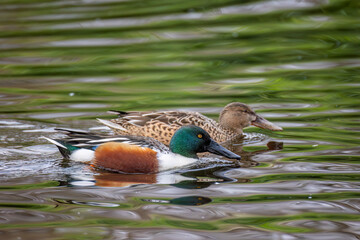 Pareja de Pato cuchara o Cuchara común o northern shoveler nadando sobre lago