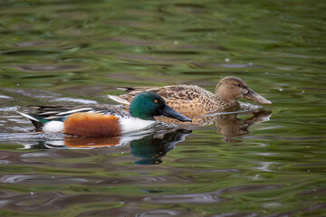 Pareja de Pato cuchara o Cuchara común o northern shoveler nadando sobre lago