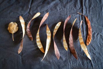 Seeds of Jacaranda mimosifolia and the Fabaceae family are placed on a dark gray tablecloth with an...