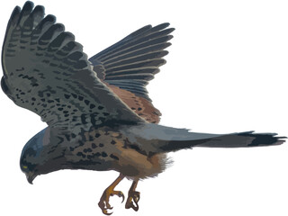 the clouse up kestrel attacks its prey in flight vector	