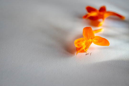 A vibrant orange campis flower on a white sheet of paper. A narrow beam of light.