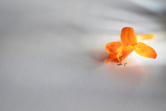 A vibrant orange campis flower on a white sheet of paper. A narrow beam of light.