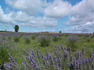 Lavender Field