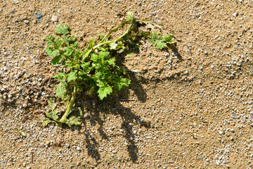 Weed plant growing on the sand. Survival live concept. 
