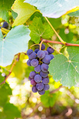 A bunch of blue grapes on a vine in a garden