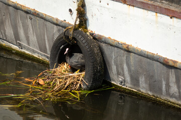A coot nesting in a tire