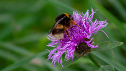 Abejorro en una flor