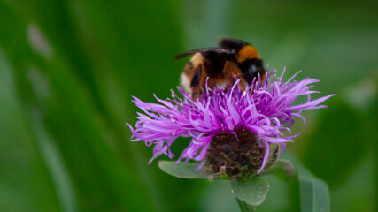 Abejorro en una flor