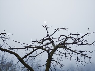 Tree crown without leaves on a background of a gray winter sky. Bare tree branches on a background of the sky. Natural backgrounds and textures.