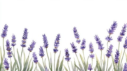 Naklejka premium Lavender fields in bloom nature serene white background light and airy aesthetic