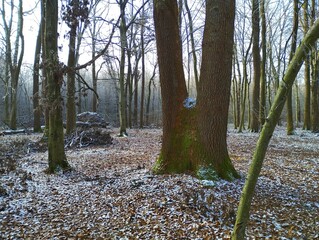 Large oak tree with a forked trunk in a winter forest.