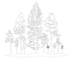 Contour of coniferous forest, pine trees. Beautiful nature, woodland. Vector illustration