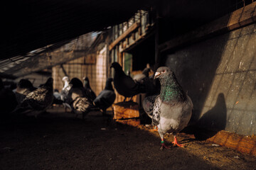 pigeon breeding, bird breeding, livestock, agriculture