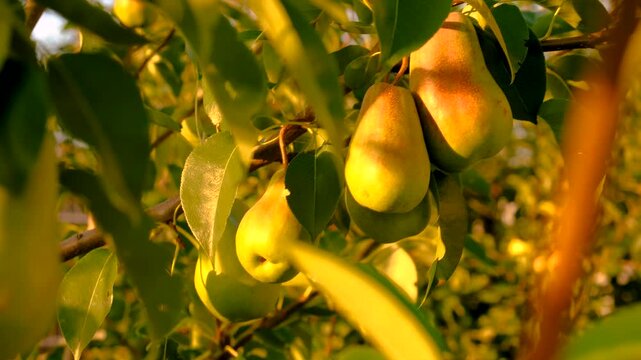 pear harvest on tree in garden. Selective focus.