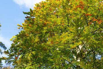 Yellow-green leaves of deciduous trees in autumn forest. Tree branches against the blue sky.
