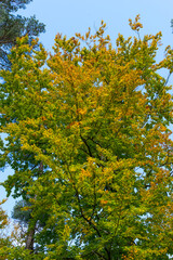 Yellow-green leaves of deciduous trees in autumn forest. Tree branches against the blue sky.