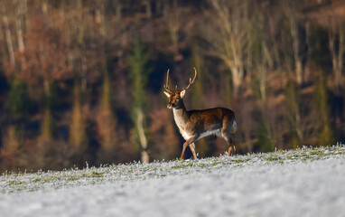 Deer walks through frost-covered field in early morning light surrounded by forest