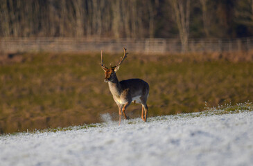 Deer standing in a snowy field near a forest during the late afternoon light