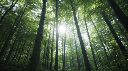 Obraz premium Bright sunlight breaks through a thick canopy of lush green leaves in a peaceful forest, creating a tranquil atmosphere in mid-afternoon light