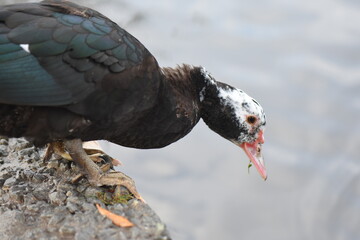 The Muscovy duck (Cairina moschata) is a species of duck in the Muscovy family