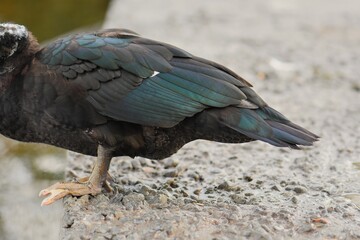 The Muscovy duck (Cairina moschata) is a species of duck in the Muscovy family