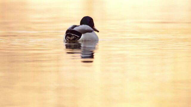 vid&eacute;o de canards colverts sauvages puis un seul reste en milieu du cadre tout en nageant sur l'eau sublim&eacute;e par une tr&egrave;s belle lumi&egrave;re hivernale