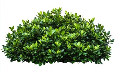 Obraz premium Potted Green Shrub