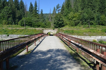 bridge in the forest