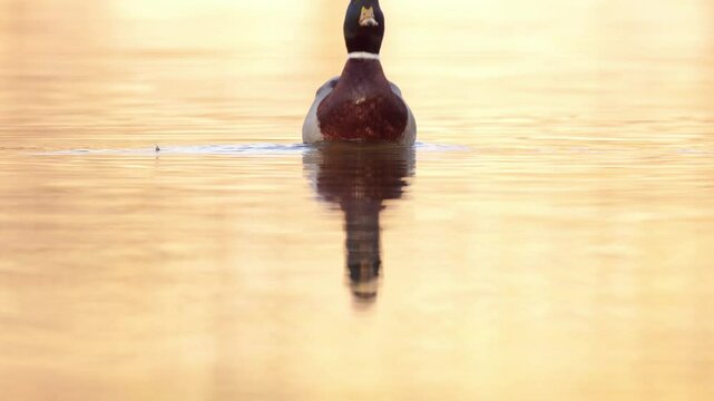 vid&eacute;o avec un magnifique canard colvert sauvage en plein cadre tout en nageant sur l'eau sublim&eacute;e par une tr&egrave;s belle lumi&egrave;re hivernale