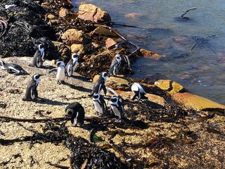 Group of penguins at the shore in Betty's Bay, South Africa