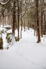 Animal footprints in the powder snow along a hiking trail in the woods.