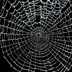 Obraz premium A dew-laden spiderweb shimmers in the darkness capturing the intricate beauty of nature's delicate artistry.