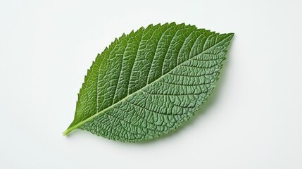 Obraz premium A large green leaf lays flat against a clean white backdrop, showcasing its texture and vibrant color. The arrangement allows for additional text placement