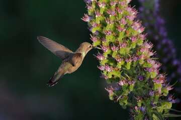 Female Oasis Hummingbird feeding in the shade-  Female Rhodopis vesper feeding - Picaflor del norte hembra libando