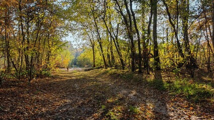 Leśna droga pełna liści, drzew, kolorów jesieni popołudniową porą, w oddali zwierzę 