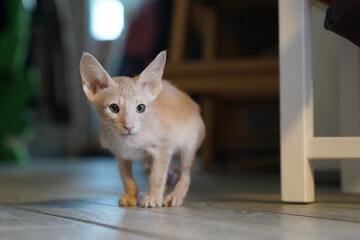 cute kitten of oriental cat at home