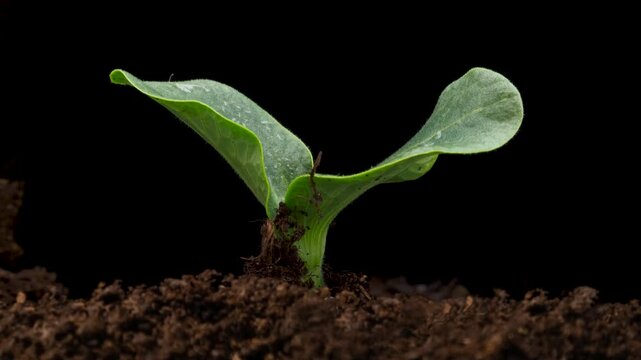 Agriculture plant seeding growing, timelapse. Sprouts germination, Green seedling