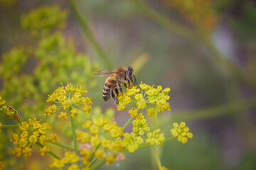 Detail of a bee in Latin Apis Mellifera, european or western honey bee sitting on the yellow flower.