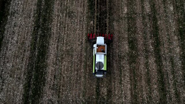 Aerial view, thresher threshes corn field. Harvest season. Video 4K