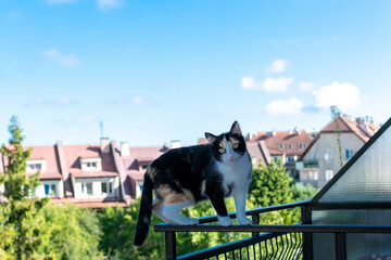 Adorable black and white cat sitting on railing of city building. Kitten on apartment balcony.