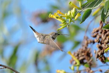 Female Oasis Hummingbird - Picaflor del norte hembra - en vuelo alimentándose de Cestrum parqui (Palqui) 