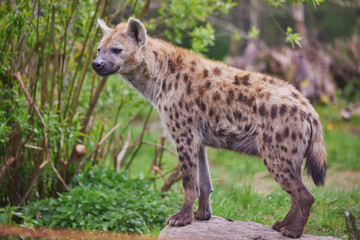 Close-up of a hyena at a tropical zoo in Denmark