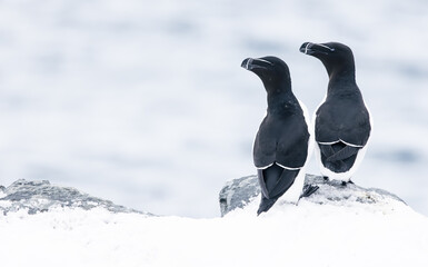 razorbill birds on the snow
