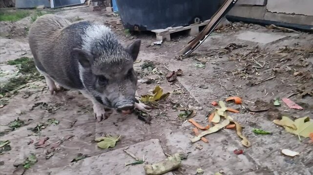 Video Cerdo Vietnamita adulto hembra color gris