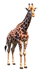 Obraz premium Fullbody giraffe with long neck stands gracefully in natural pose against a white background