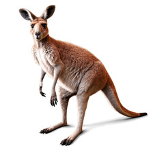 Fototapeta premium Fullbody kangaroo displaying muscular legs in a natural posture