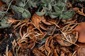 Walnut shells and juniper branches